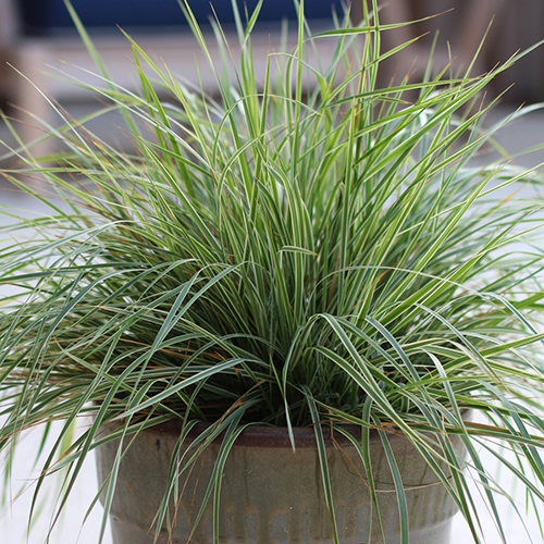 ac.stricta Hello Spring! - Click Image to Close
